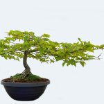 tropiart-2023-04-bonsai-32