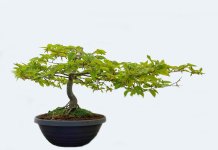 tropiart-2023-04 - bonsai-32.jpg