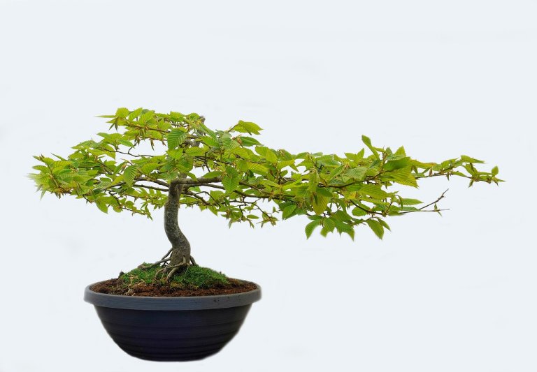tropiart-2023-04 - bonsai-32.jpg