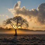 egzotic-tree-3